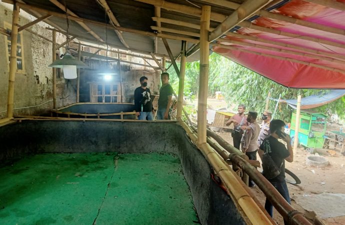 Polresta Cirebon Respon Cepat Laporan Sabung Ayam di Jamblang