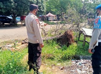 Pohon Tumbang di Lapangan Bima, Berhasil di Evakuasi Personil Polsek Kesambi Polres Ciko