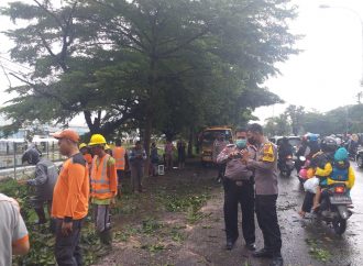 Warga Apresiasi Langkah Cepat Personil Sat Samapta Ciko dan Polsek kesambi, Evakuasi Pohon tumbang akibat hujan