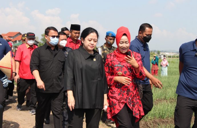 Puan: Subsidi Pupuk Petani Bawang Merah Jangan Dicabut