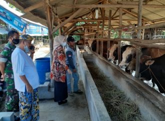 Wabup Tinjau Kandang, Pastikan Hewan Kurban Bebas PMK