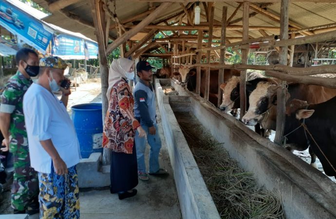 Wabup Tinjau Kandang, Pastikan Hewan Kurban Bebas PMK