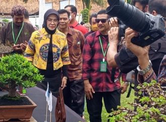Wabup Ayu Terpukau Lihat Tanaman Senilai Empat Ratus Juta di Kontes Bonsai Palimanan