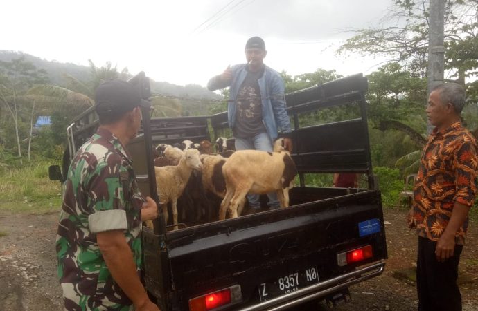 Babinsa Sertu Agus Suprianto Monitoring Penyaluran Hewan Ternak di Parakanhonje