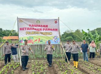 Giat Polresta Cirebon Dukung Ketahanan Pangan, Tanam Sawi Jebung di Desa Megugede