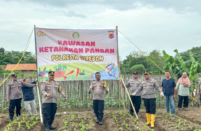 Giat Polresta Cirebon Dukung Ketahanan Pangan, Tanam Sawi Jebung di Desa Megugede