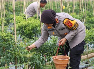 Kapolresta Cirebon Panen Cabai dan Pengecekan Lahan Program Ketahanan Pangan