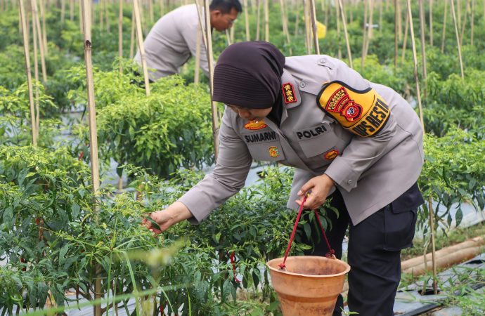 Kapolresta Cirebon Panen Cabai dan Pengecekan Lahan Program Ketahanan Pangan