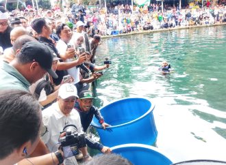 Dukung Daya Tarik Wisata, 2.000 Ikan Koi Ditebar Di Situ Cipanten Majalengka