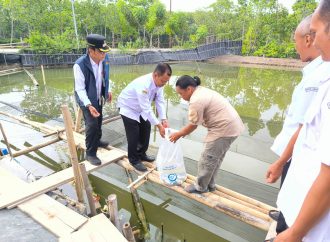 Pemkab Brebes Salurkan 105.000 Benih Kakap Putih Guna Dongkrak Ekonomi Sektor Perikanan