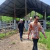 DPRD Cirebon Tinjau Aset Sapi, Soroti Pengelolaan Tak Maksimal