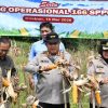 Polresta Cirebon Panen Raya Jagung Serentak Bersama Presiden dan Kapolri