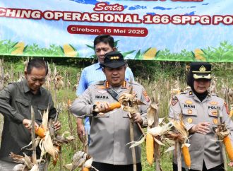 Polresta Cirebon Panen Raya Jagung Serentak Bersama Presiden dan Kapolri