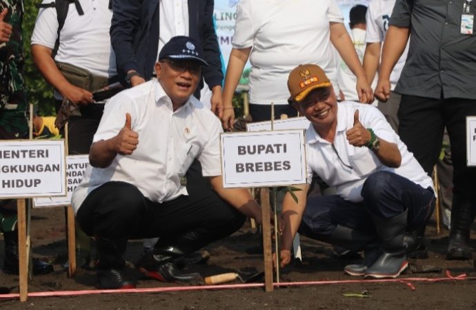 Mentri LH du Brebes, Kolaborasi Tanam Mangrove Lawan Abrasi