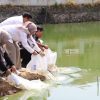 Wali Kota Siapkan Aset Daerah untuk Budidaya Ikan dan Penanganan Stunting